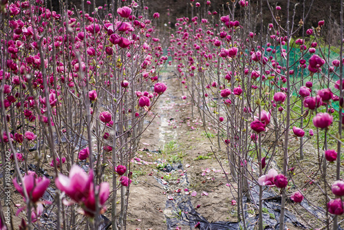 Rows of Vibrant Pink Magnolia Trees Blooming in a Spring Field