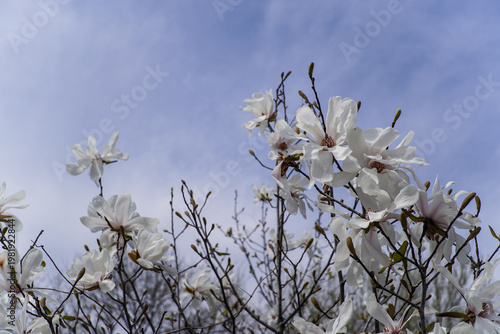 Beautiful White Magnolia Flowers Blooming Against a Clear Blue Sky in Spring