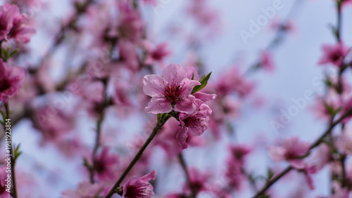 Vibrant Pink Blossoms Blooming on a Branch Against a Soft Blue Sky