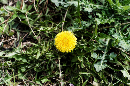 Vibrant Yellow Dandelion Flower Blooming Amidst Fresh Green Foliage