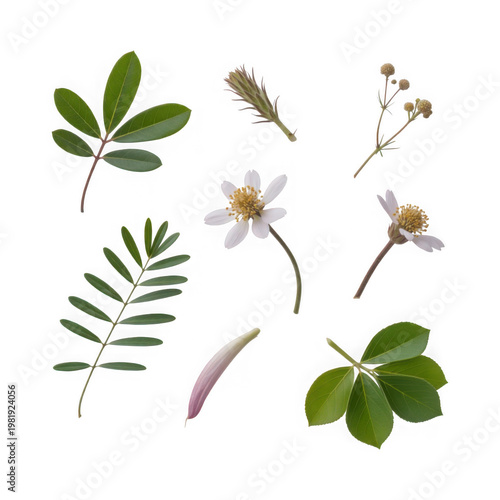 Botanical Elements Collection: Delicate White Flowers and Lush Green Leaves Isolated on White - High Detail Nature Study Transparent Background