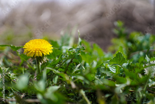 Vibrant Yellow Dandelion Flower Blooming in Fresh Green Grass in a Natural Setting