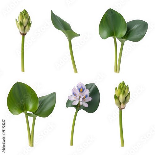 Water Hyacinth Plant Elements - Isolated Green Leaves, Flower Bud, and Blooming Flower on White Background - Botanical Collection for Design and Decoration Transparent Background