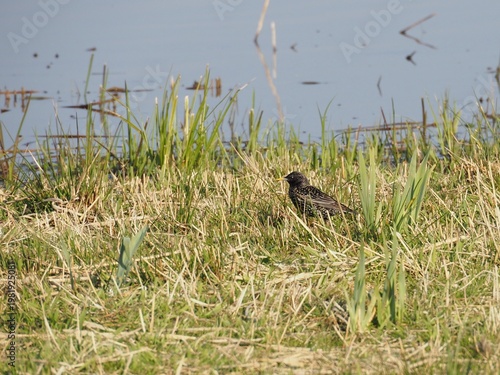 Common starling (Sturnus vulgaris) in the grass in spring
