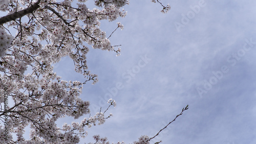 Lush White Cherry Blossoms on Branches Against a Soft Blue Sky in Springtime