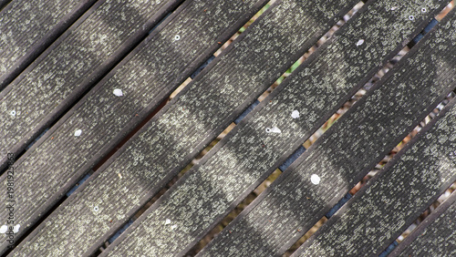 Close up of Old Wooden Planks Covered in Green Lichen with Scattered White Petals and Screws