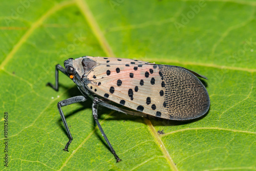 Spotted Lanternfly - Lycorma delicatula
