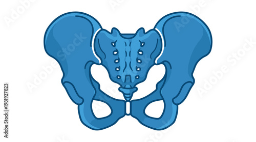 3D medical illustration of human pelvis bone anatomy in blue isolated on Transparent Background