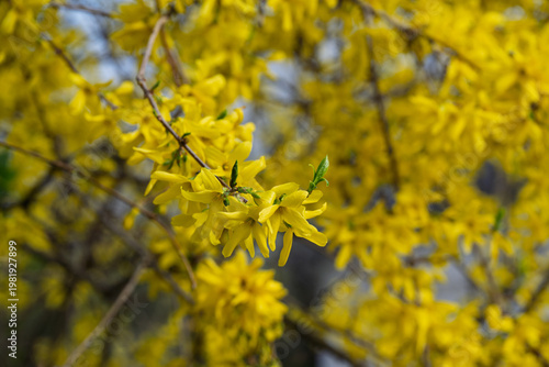 Yellow blossoms on a tree branch.
