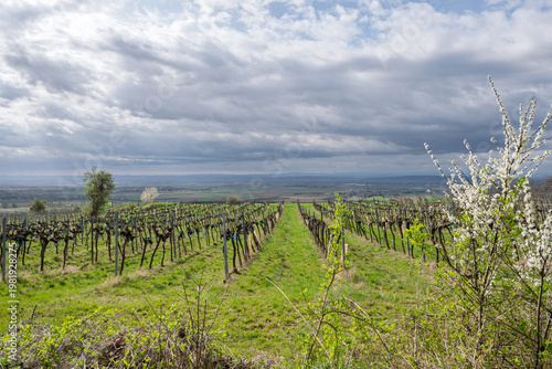 Vineyard under a cloudy sky