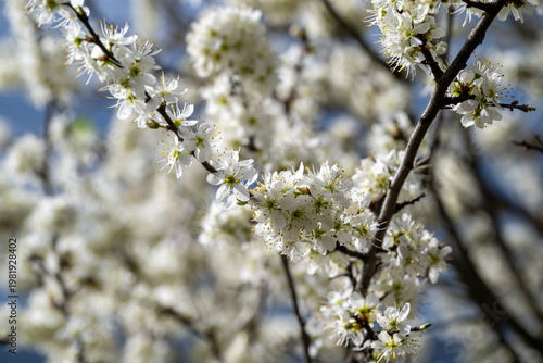 White blossoms on a dark branch