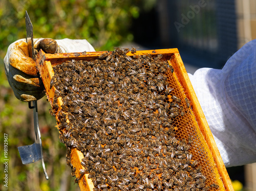 Imker Bienenzüchter