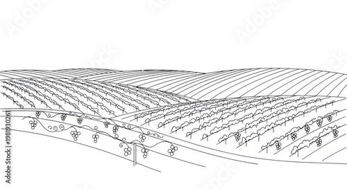Vineyard landscape drawing, rolling hills, agriculture, grapevines, rural scenery, outline sketch