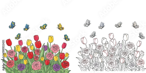Spring Garden Vector Illustration with Tulips, Roses, and Butterflies. Colorful and Black and White Line Art Versions for Coloring Book Page Design.
