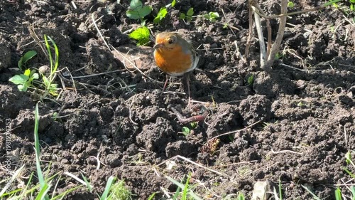 Robin bird trying to catch and eat a worm in an English garden