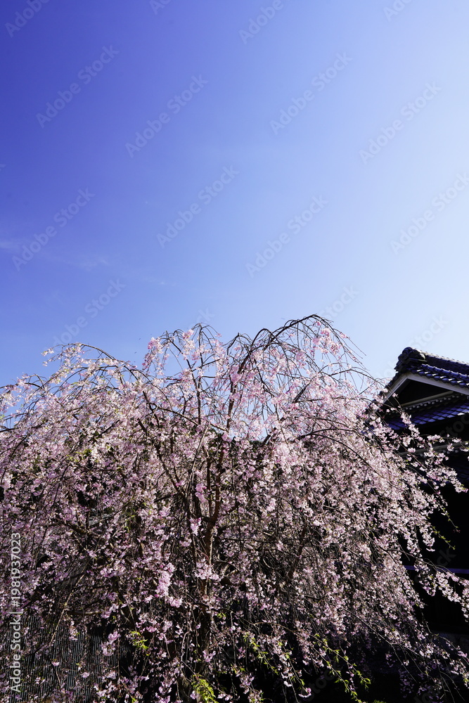 custom made wallpaper toronto digital重阪峠に咲く枝垂れ桜