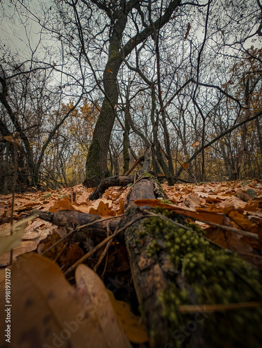 Autumn woods from ground