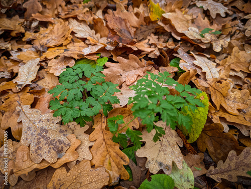 Young Green Plants Growing Through Dry Oak Leaves