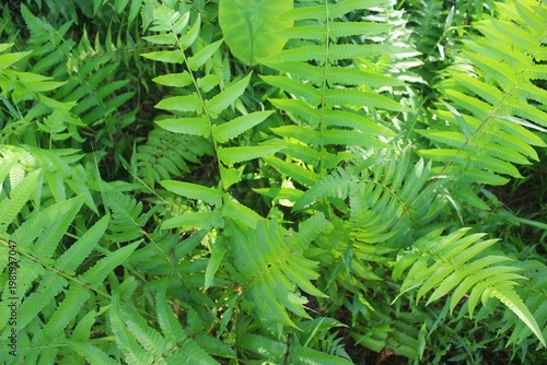 Photos Ferns (Polypodiopsida) are a group of vascular plants (ferns) that reproduce using spores, not seeds or flowers