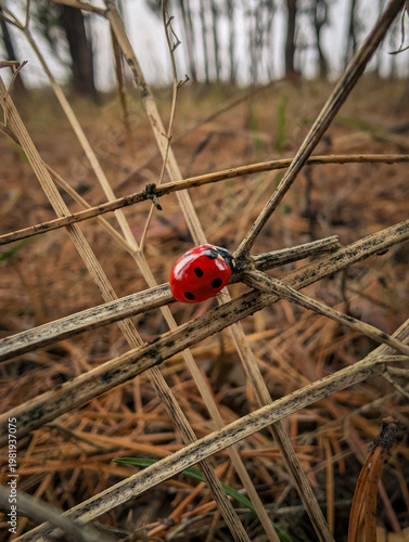 Ladybird On Dried Blade In Autumn Forest