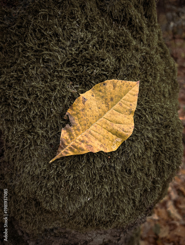 Yellow Autumn Leaf On Green Moss