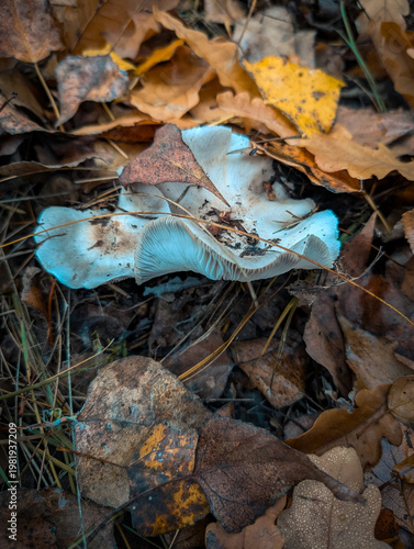 Tiny Wild Mushroom In Wet Green Grass