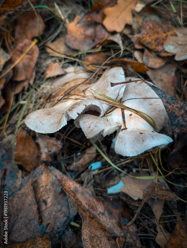 Tiny Wild Mushroom In Wet Green Grass