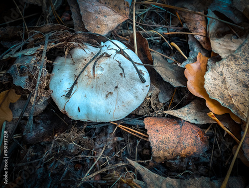 Tiny Wild Mushroom In Wet Green Grass