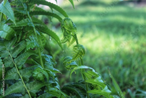 Slika na platnu Ferns (Polypodiopsida) are a group of vascular plants (ferns) that reproduce using spores, not seeds or flowers