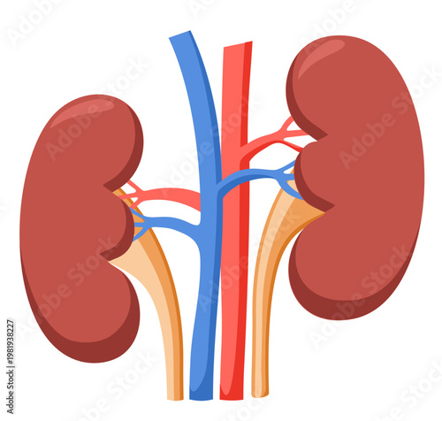 Flat illustration of human kidneys with arteries and veins, representing urinary system and renal health. Medical concept of anatomy, filtration and internal organ function