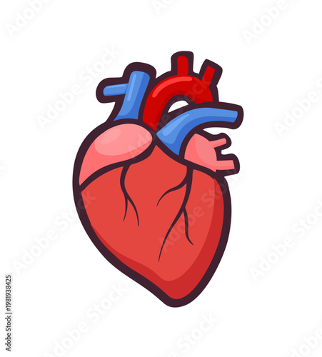 Flat illustration of human heart anatomy showing arteries and veins. Medical concept of cardiovascular system, health, biology and organ structure