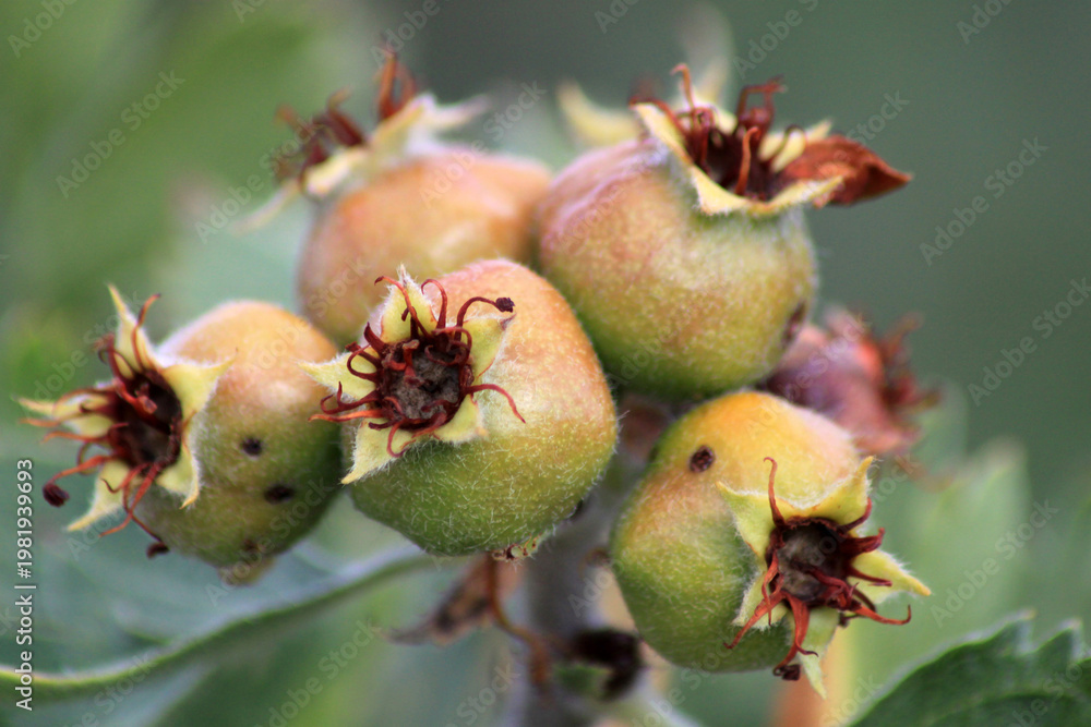 Obraz premium hawthorn fruit that grows naturally in nature