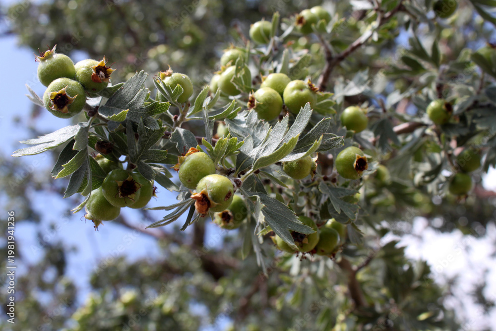 Obraz premium hawthorn fruit that grows naturally in nature