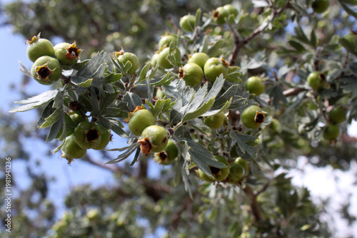 hawthorn fruit that grows naturally in nature