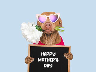 Happy Mother's Day. Cute dog, sign with congratulatory message for Mother, and bouquet of flowers. Close-up, indoors. Studio shot. Congratulations to family, loved ones, friends, and colleagues