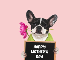 Happy Mother's Day. Cute dog, sign with congratulatory message for Mother, and bouquet of flowers. Close-up, indoors. Studio shot. Congratulations to family, loved ones, friends, and colleagues