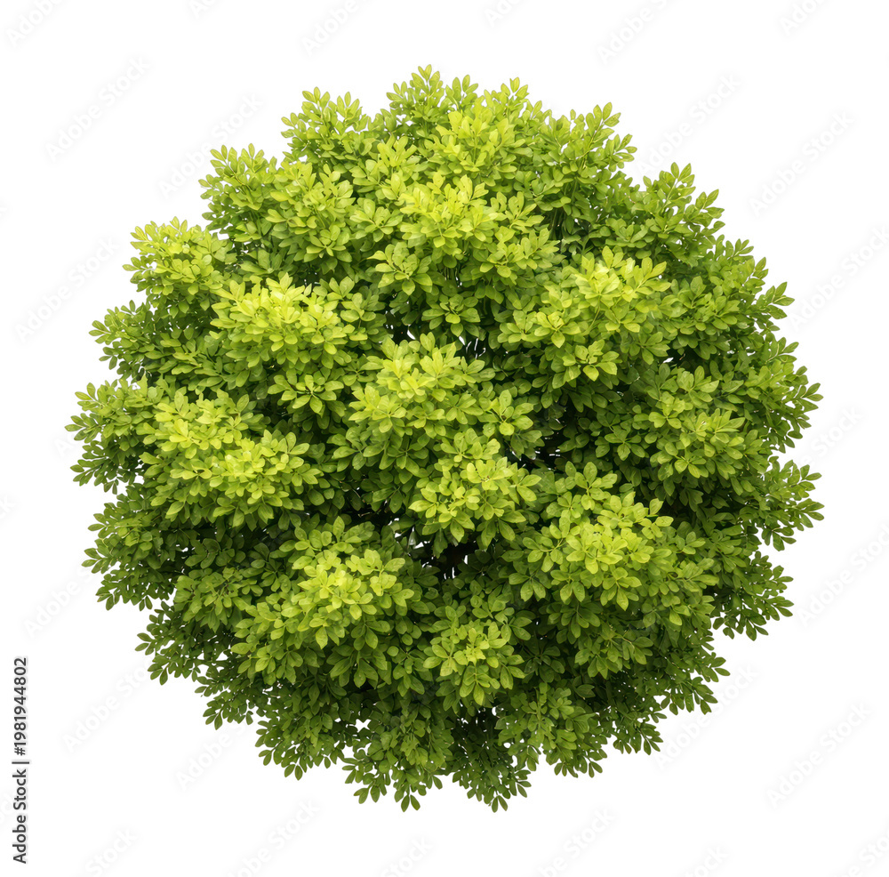 Fototapeta premium Lush green foliage sphere