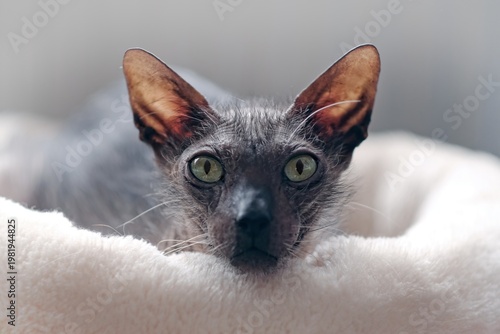 Closeup Portrait of cute Lykoi cat looks contentedly at the camera. Horizontal image with soft focus.