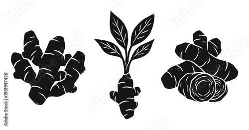 Ginger Root Linocut Illustration with leaves and slices