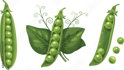 Pea Pod Illustration Set with Whole, Split, and Individual Peas for Healthy Food, Nutrition, and Organic Designs