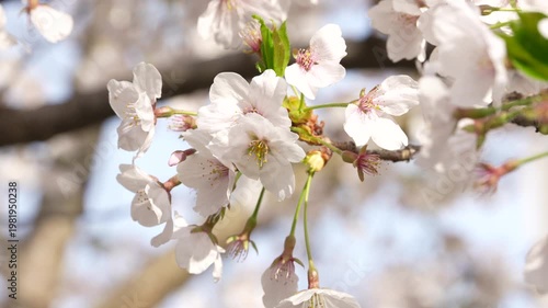 Stunning Sakura Flowers on a Tree Branch with Soft Bokeh Background
