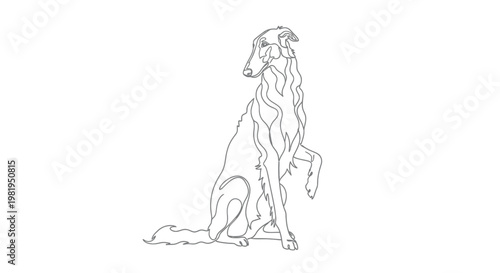 Minimalist continuous line drawing of an elegant Borzoi dog sitting and looking sideways, vector illustration of a graceful Russian Wolfhound sighthound.