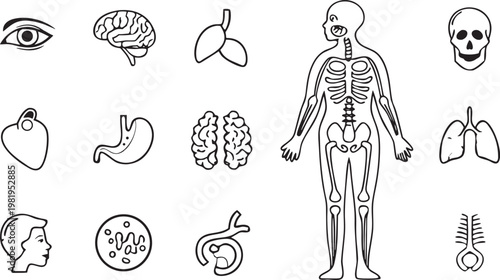 Human Anatomy Line Art Illustration