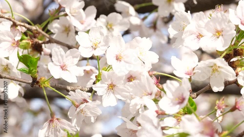 Natural Background Featuring Fresh Pink Cherry Blossoms and Soft Lighting