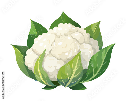 Fresh white cauliflower head with green protective leaves for healthy vegetarian diet and organic vegetable market advertisement - Vector Illustration