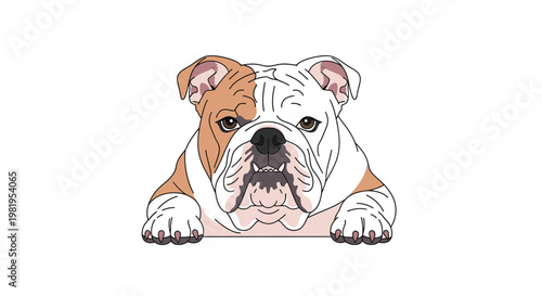Cute cartoon English bulldog illustration peeking over a white background, friendly domestic dog character design, vector art for pets.