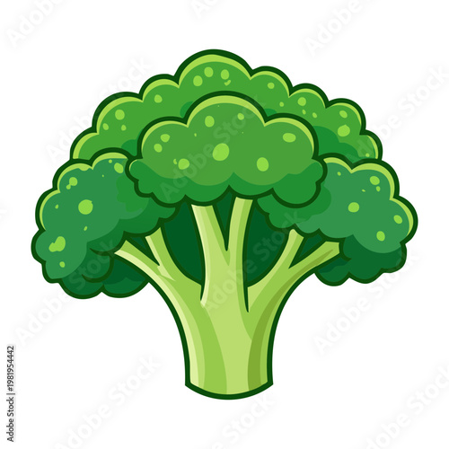 Healthy organic broccoli floret for nutritious salad and vegetable cooking in modern kitchen and diet plan - Vector Illustration