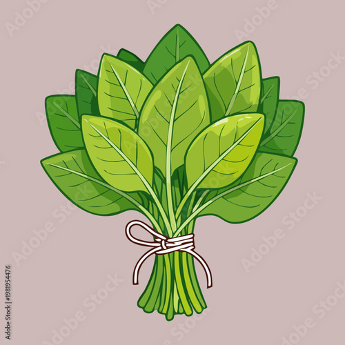 Organic green spinach bundle for healthy lifestyle and nutritious vegetable salad preparation in modern kitchen - Vector Illustration