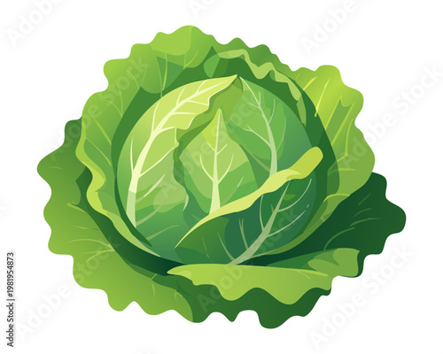 Whole fresh green cabbage for healthy salad vegetable and organic diet nutrition for vegetarian cooking and soup - Vector Illustration