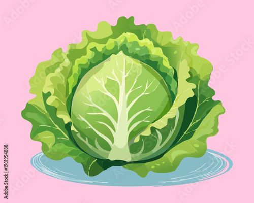 Fresh green cabbage head for healthy vegetable salad and organic diet nutrition for vegetarian cooking in kitchen - Vector Illustration
